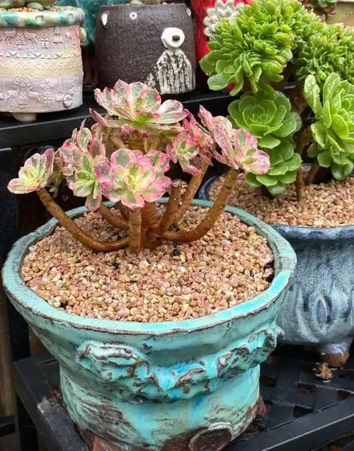 每日认识一种多肉安娜法师