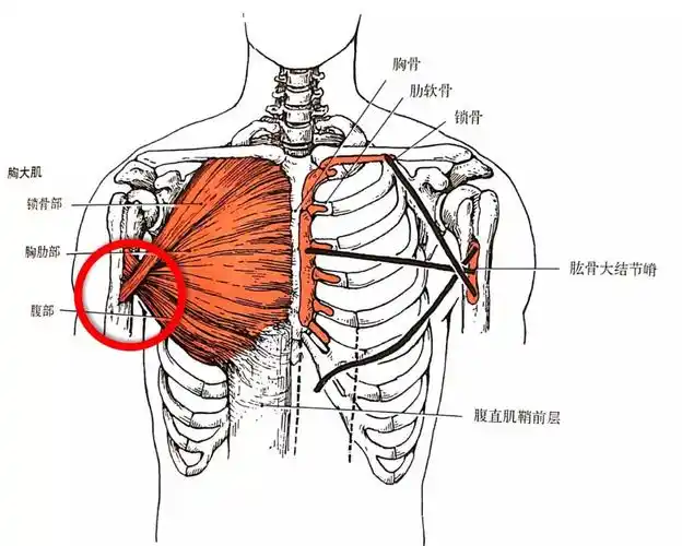 下束翻折下面:与腹直肌相连上面长在:锁骨内二分之一下缘胸大肌的解剖