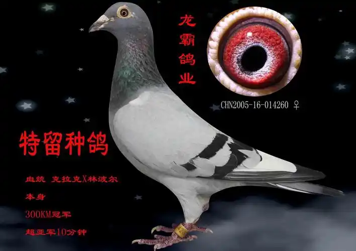 私环003 林波尔配克拉克 保证金级 拍卖