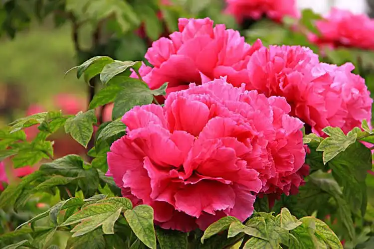 红色牡丹花图片_红色牡丹花高清图片_全景视觉