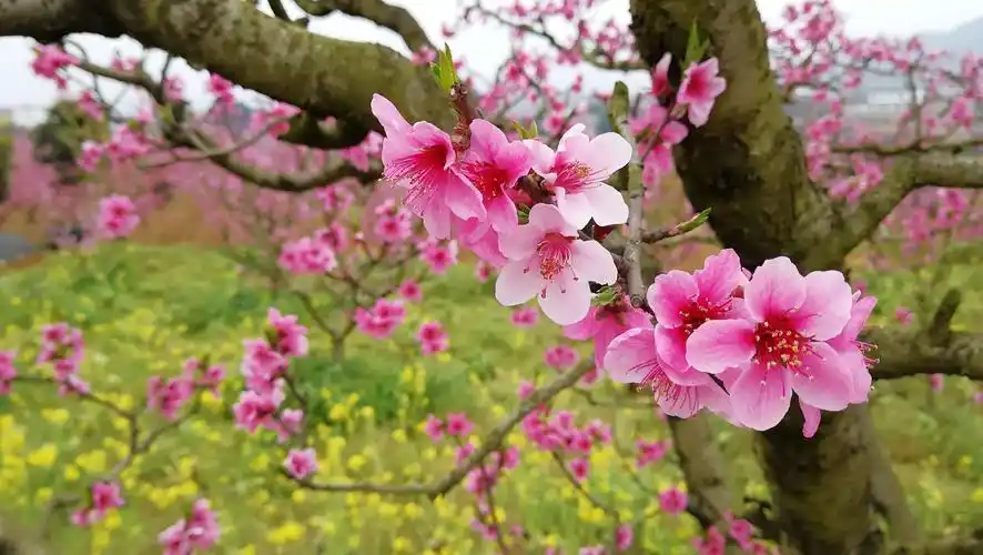 三月桃花盛开,花开的漂亮,正是赏花季节