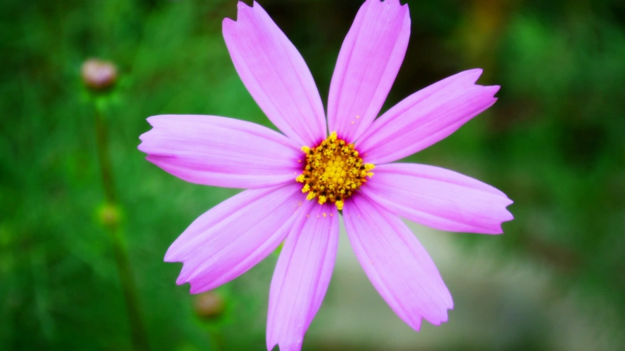 植物花卉高清电脑壁纸