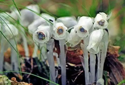 罕见的"冥界之花"现身四川(十大冥界之花图)