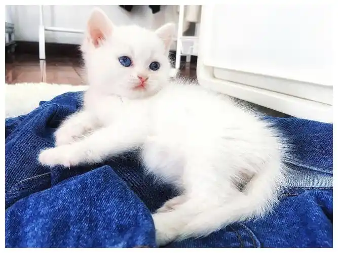 北京蓝瞳异瞳纯白英短弟弟找新家