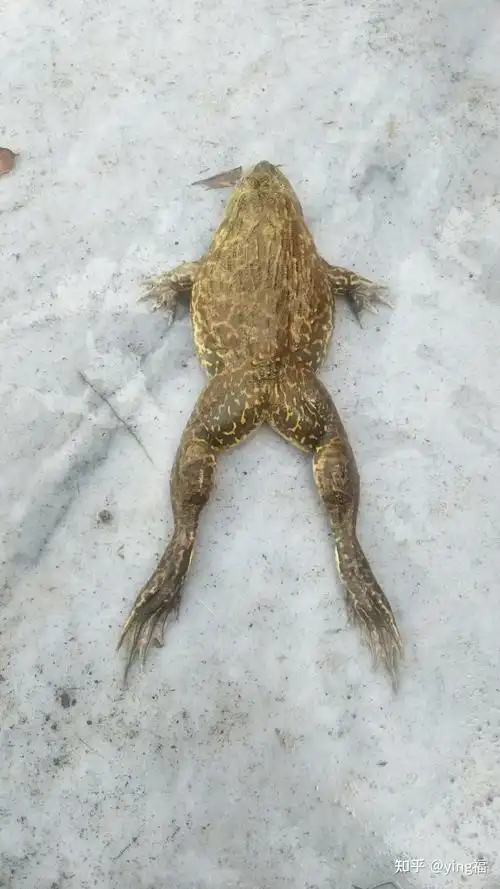 把它救活过来,事情是这样的今天早上我走在山上,突然听到有青蛙的叫声