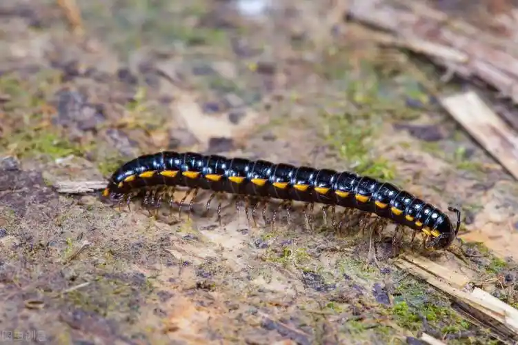 蚰蜒怎么读家里蚰蜒怎么来的