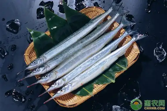 长嘴鱼可能很少有人知道它的名字,它是一种非常常见的海鱼,一种软体无