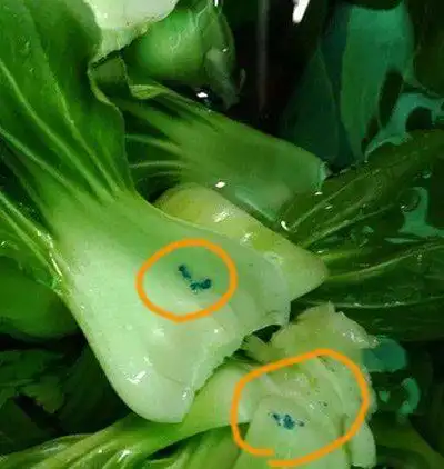 《三国演义》中有条使人嘶哑的泉,泉中物质在"上海青"里出现了