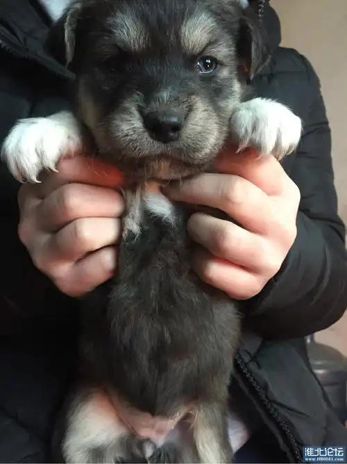 哈士奇串串便宜卖了一张小红鱼一只