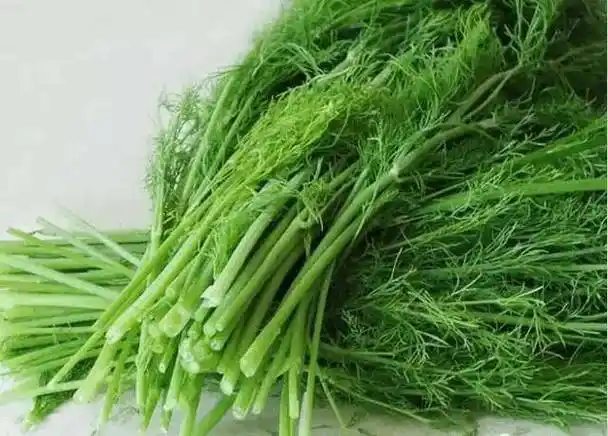 大茴香缓解肠胃不适的作用