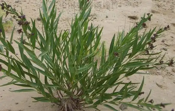 徐长卿真假怎样辨别