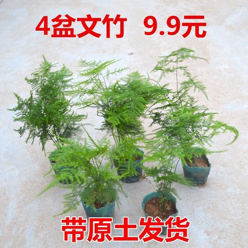 装修新房摆放常青植物 小文竹4盆【10-15公分高】