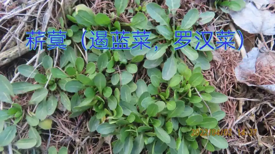菥蓂十字花科一年生草本植物春季野花