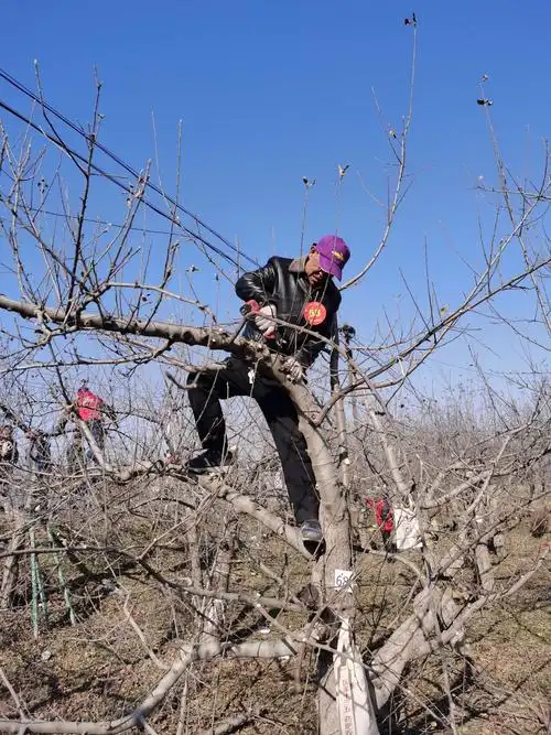 苹果树冬季修剪技术