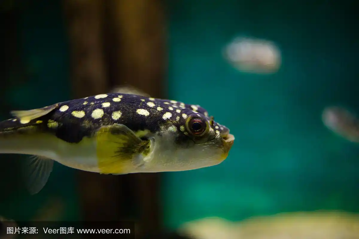 河豚鱼在海里游泳的特写