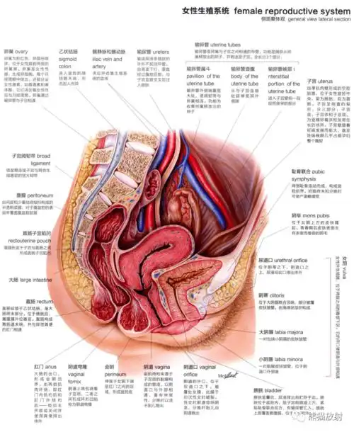 人体图谱丨泌尿系统生殖系统