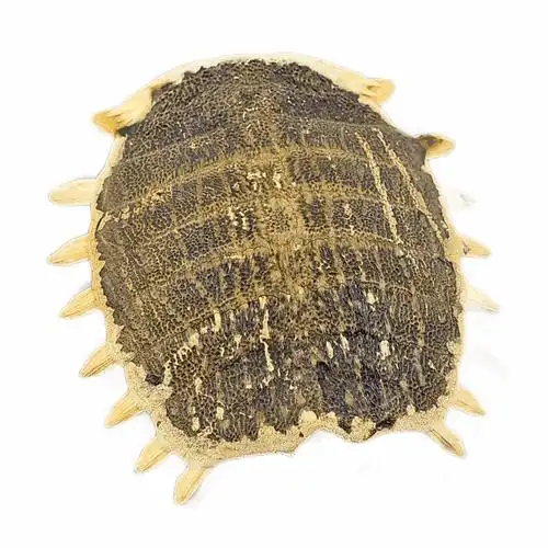 中药材生鳖甲壳甲鱼盖子500克包邮免费打粉其他药食同源食品