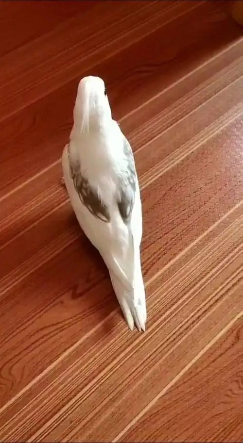 玄凤鹦鹉#白脸伪龙