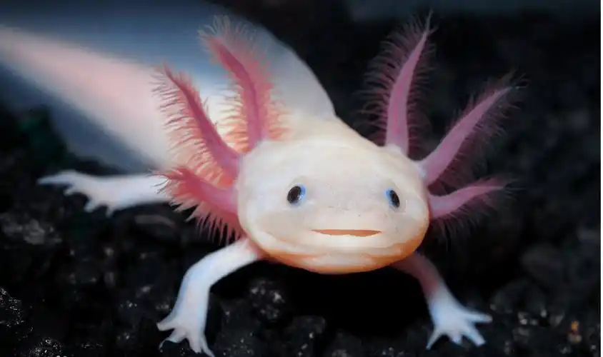 世界上奇特外形的动物_鸭嘴兽_生活_袋鼠