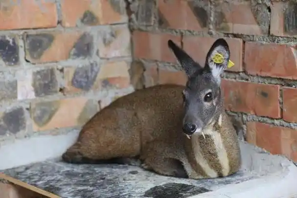 1克麝香800元,为了不被猎杀取香,雄麝被人追捕会咬破香囊自杀?