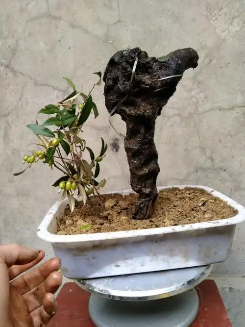 野生羊奶果捡漏回家快来捡漏野生羊奶果下山桩,介绍羊