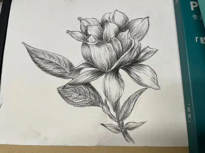 黑白花意4栀子花临摹素描速写