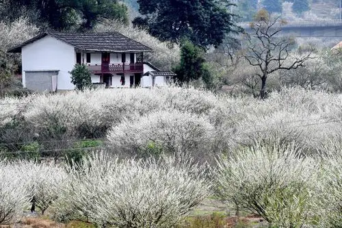 福建永泰青梅花竞艳