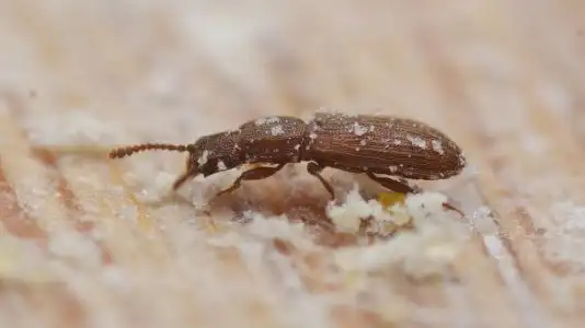 中文学名 谷盗 粮食生的虫