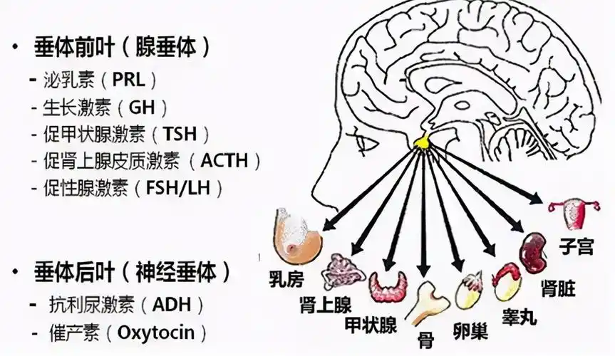 警惕!视力下降,竟是垂体瘤作怪
