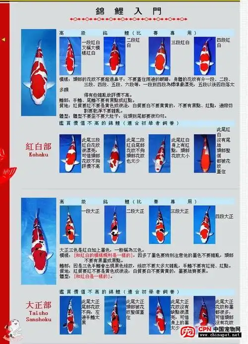常见锦鲤入门(图文教你识锦鲤)