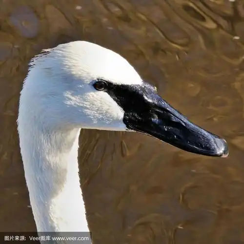 黑嘴天鹅,特写,野生动物,肖像,长的