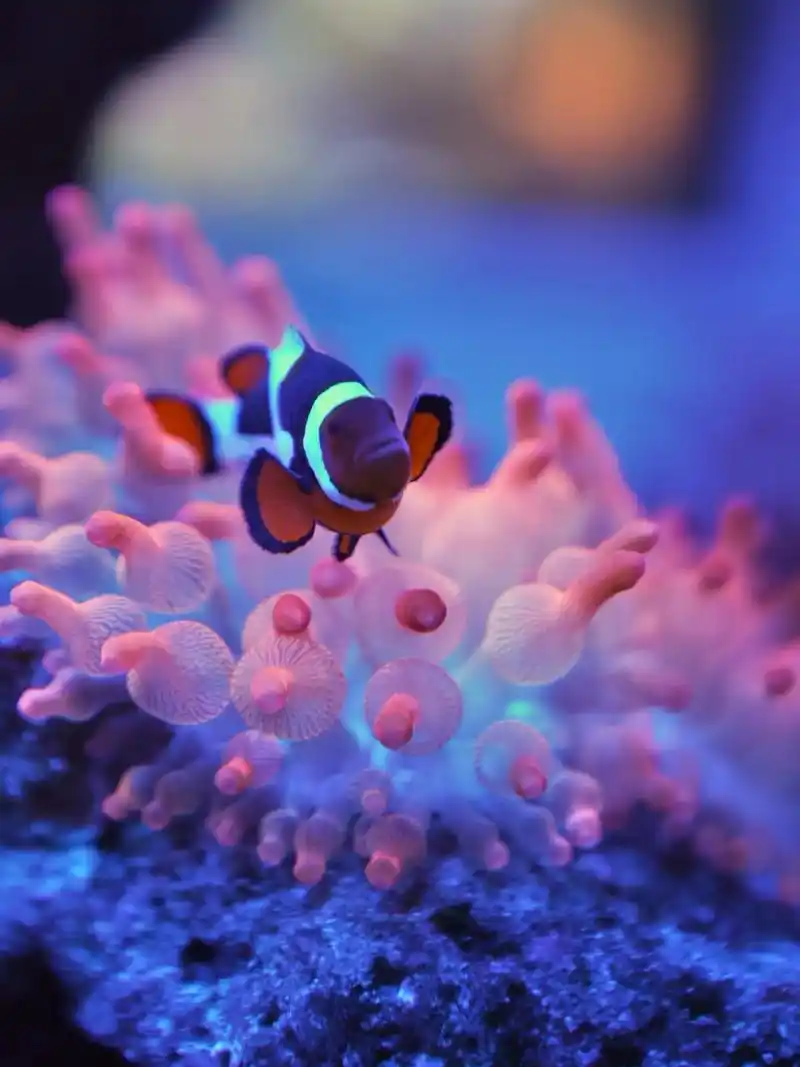 水族缸里的梦幻组合小丑鱼和海葵