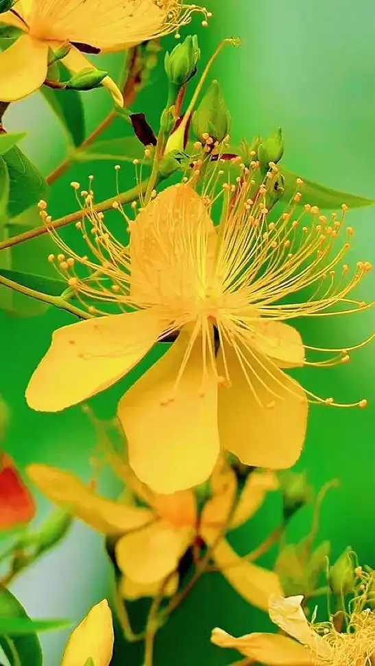 金丝梅,五瓣金黄色的花瓣,托着一簇金黄色的花蕊,形似梅花,细 - 抖音