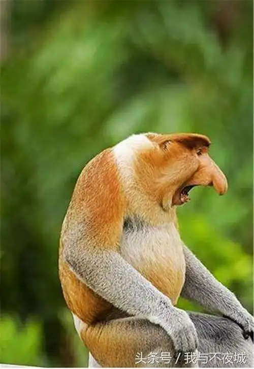 长相奇异的变异生物,着实令人惊讶