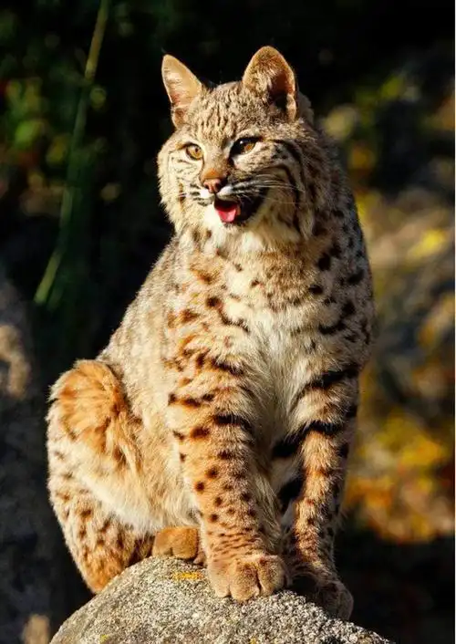 猞猁岩石上的猫科动物花豹风景钻石画