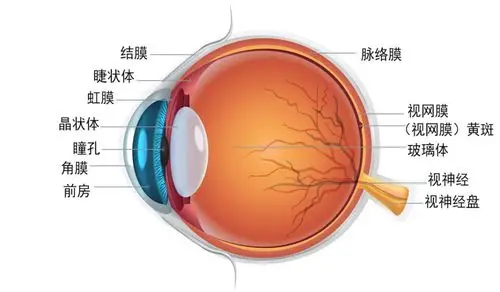 角膜,结膜是覆盖在眼球最外层的防御保护结构.