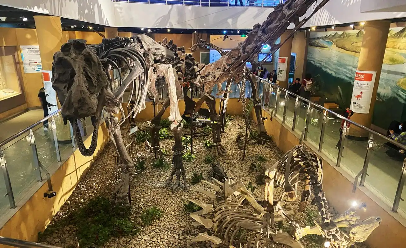 北京古生物博物馆 迅哥最近对远古生物特别感兴趣,自己主动要去看一看