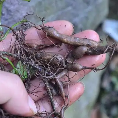 农村一种"石老鼠"八成人没有听过,如今野生的600一斤