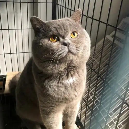 坐标宝山蓝猫崽求带走