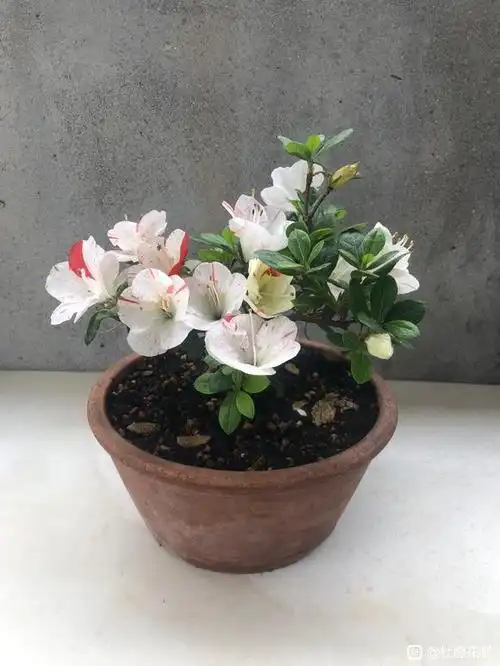 【图片】没有红花的红姬【杜鹃花吧】_百度贴吧