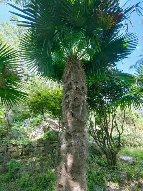 蒲扇是什么叶子做的(蒲扇是什么叶子做的图片)