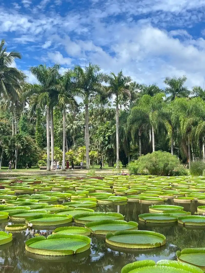 西双版纳中科院植物园一日游攻略 今天来了中科院植物园,主要想说一下
