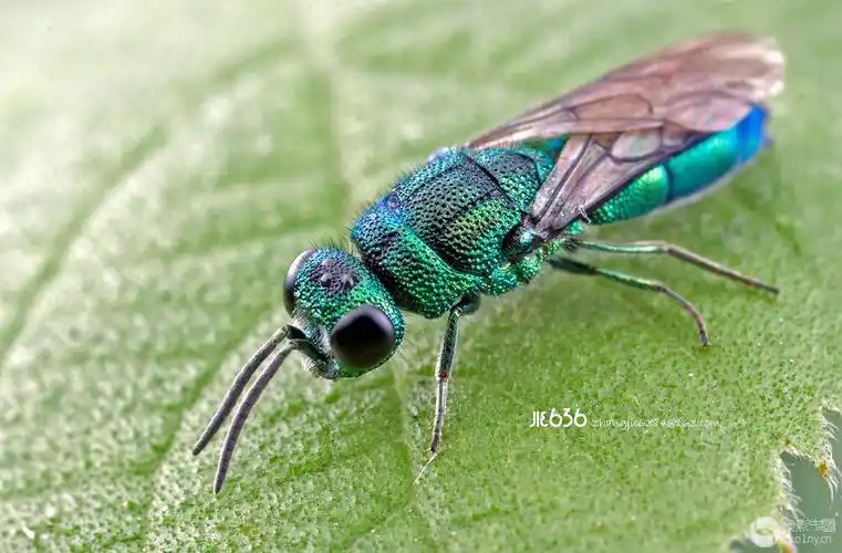 大自然的生命25金小蜂