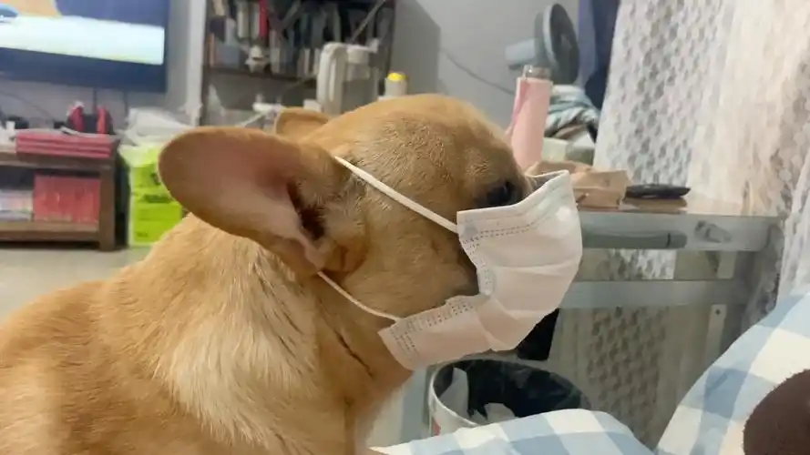 活动作品鹅鹅鹅鹅鹅笑死我了刚发现法斗太适合戴口罩了