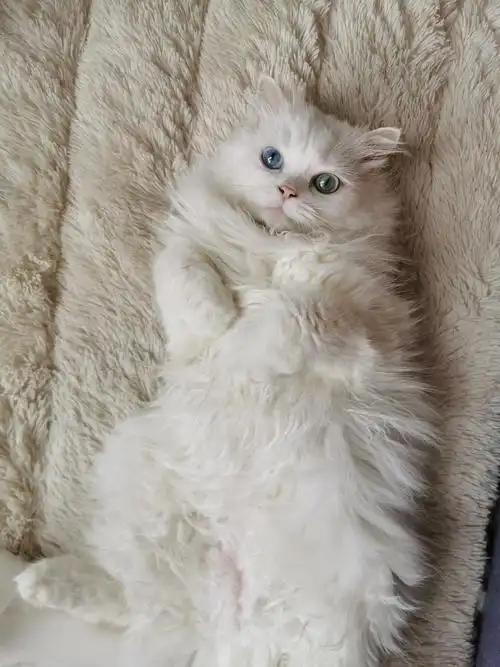 异瞳纯白长毛有人喜欢嘛多图持更