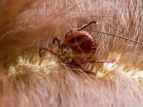 虱子是一种常见的寄生虫,嗜血性很强,通过刺破皮肤吸血来获取营养.