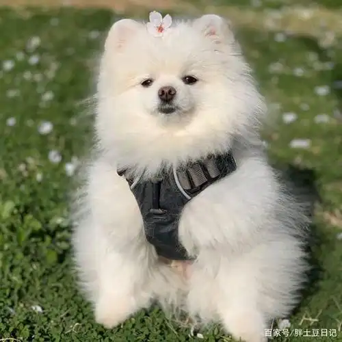 可爱的博美犬头像