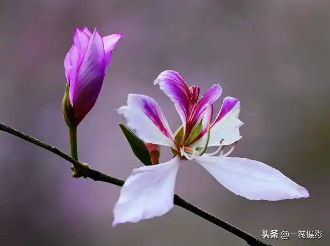 宫粉紫荆花的图片(宫粉紫荆花的花语和作用介绍)