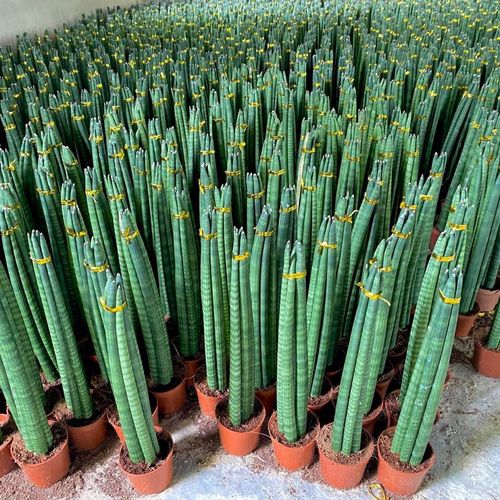 进口绿植棒叶旋叶虎尾兰佛前香稀有植物客厅绿植虎皮兰