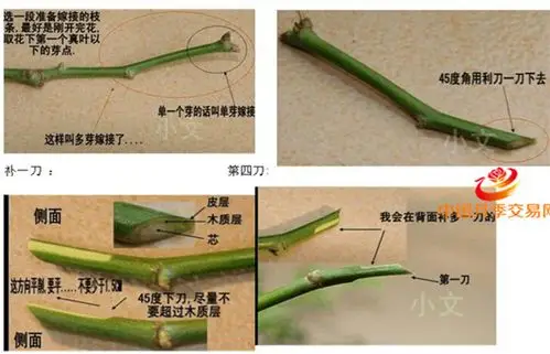 藤本月季de扦插&嫁接